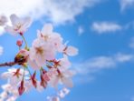 【催行決定】勝運のお寺「勝尾寺の桜」と箕面観光ホテルランチバイキング