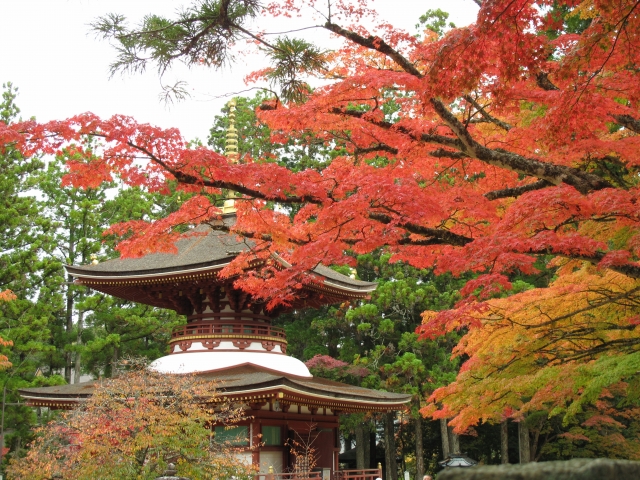 【キャンセル待】世界遺産　紅葉の高野山参り