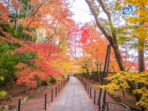 世界遺産　紅葉の高野山参り