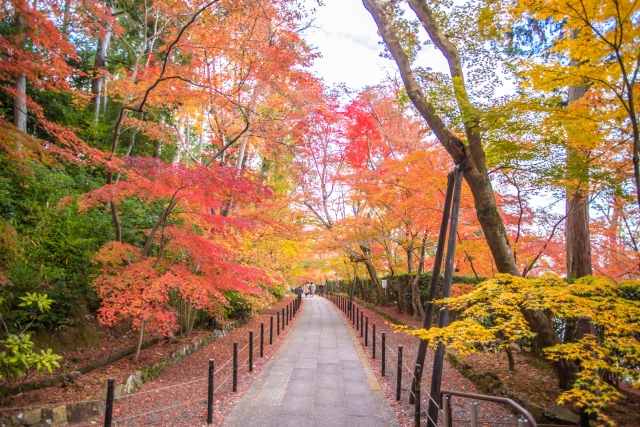 【キャンセル待】紅葉と花手水の揚谷寺ともみじ参道光明寺・吉兆松花堂弁当食す