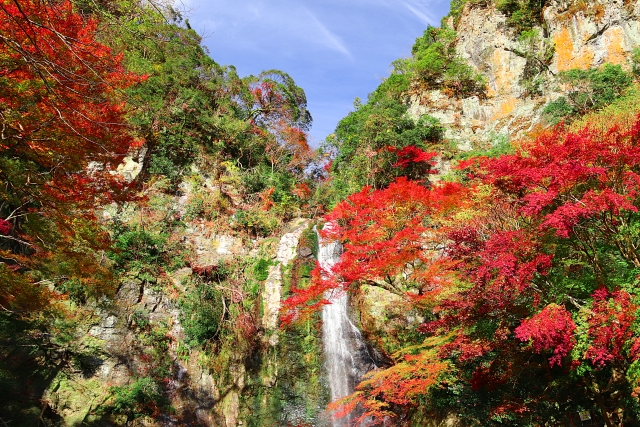 【キャンセル待】箕面観光ホテルバイキングと紅葉散策の旅