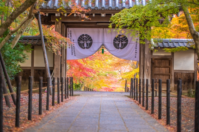 光明寺紅葉と実相院門跡床もみじ　都ホテル京都八条バイキング